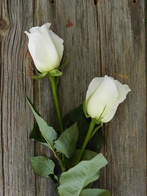 BLIZZARD  WHITE ROSES